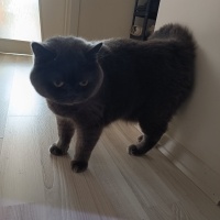 British Shorthair, Kedi  Simba acil yuva aranıyor kısırlaştırılmıs erkek fotoğrafı