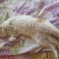 Chinchilla, Kedi  Karamel fotoğrafı
