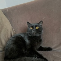 British Shorthair, Kedi  Ücretsiz sahiplendirme fotoğrafı