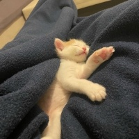 Tekir Kedi, Kedi  Fırfır fotoğrafı