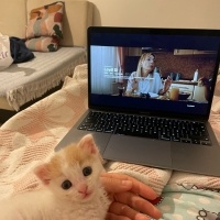 Tekir Kedi, Kedi  Fırfır fotoğrafı