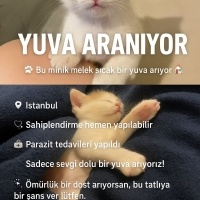 Tekir Kedi, Kedi  Fırfır fotoğrafı