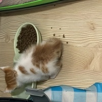 Tekir Kedi, Kedi  ceko fotoğrafı