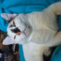 Tekir Kedi, Kedi  Sofia fotoğrafı