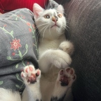 Tekir Kedi, Kedi  Sofia fotoğrafı