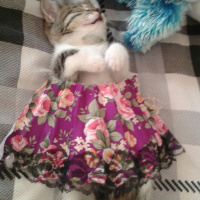 Chinchilla, Kedi  Fındık fotoğrafı