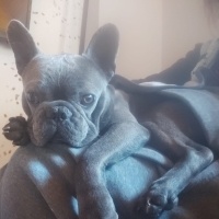 Fransız Bulldog, Köpek  Roby fotoğrafı