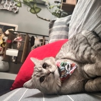 British Longhair, Kedi  Behlül fotoğrafı