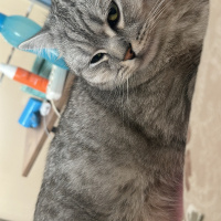 British Longhair, Kedi  Behlül fotoğrafı