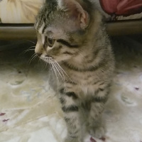 Tekir Kedi, Kedi  Şeker fotoğrafı