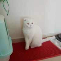Scottish Fold, Kedi  Pamuk fotoğrafı