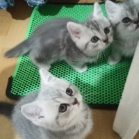 British Shorthair, Kedi  Alfa, Mira, Lina ve Phonex (Finiks) fotoğrafı