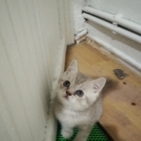British Shorthair, Kedi  Alfa, Mira, Lina ve Phonex (Finiks) fotoğrafı