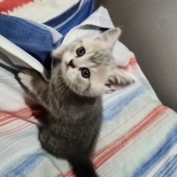 British Shorthair, Kedi  Alfa, Mira, Lina ve Phonex (Finiks) fotoğrafı
