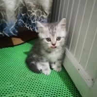 British Shorthair, Kedi  Alfa, Mira, Lina ve Phonex (Finiks) fotoğrafı