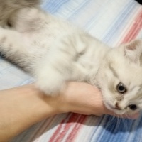 British Shorthair, Kedi  Alfa, Mira, Lina ve Phonex (Finiks) fotoğrafı