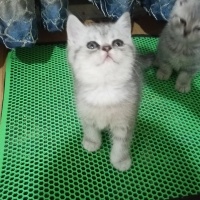 British Shorthair, Kedi  Alfa, Mira, Lina ve Phonex (Finiks) fotoğrafı