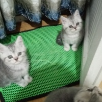 British Shorthair, Kedi  Alfa, Mira, Lina ve Phonex (Finiks) fotoğrafı
