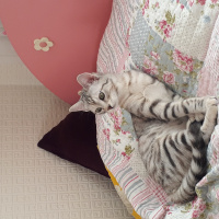 Tekir Kedi, Kedi  Ece fotoğrafı