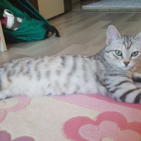 Tekir Kedi, Kedi  Ece fotoğrafı