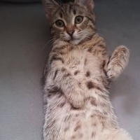 Tekir Kedi, Kedi  Şüküf fotoğrafı