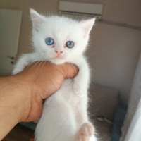 British Shorthair, Kedi  ismi yok daha fotoğrafı