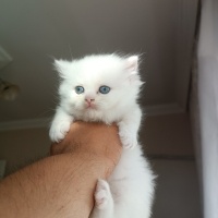 British Shorthair, Kedi  ismi yok daha fotoğrafı