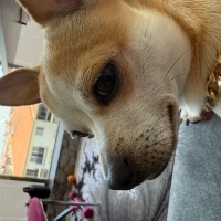 Chihuahua, Köpek  Kaju fotoğrafı