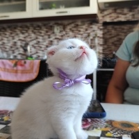 British Shorthair, Kedi  Mayıs fotoğrafı