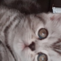 British Shorthair, Kedi  Timuçin fotoğrafı