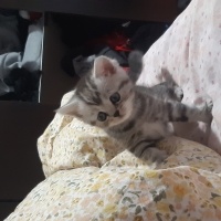 British Shorthair, Kedi  Timuçin fotoğrafı