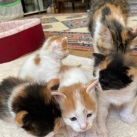 Tekir Kedi, Kedi  4 yavru isimsiz fotoğrafı