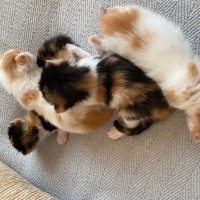 Tekir Kedi, Kedi  4 yavru isimsiz fotoğrafı
