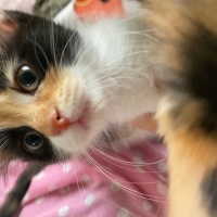 Tekir Kedi, Kedi  4 yavru isimsiz fotoğrafı