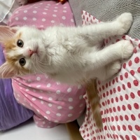 Tekir Kedi, Kedi  4 yavru isimsiz fotoğrafı