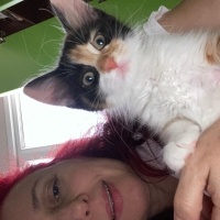 Tekir Kedi, Kedi  4 yavru isimsiz fotoğrafı