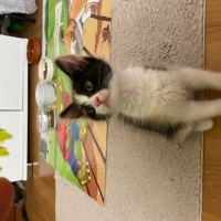 Tekir Kedi, Kedi  4 yavru isimsiz fotoğrafı