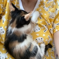 Tekir Kedi, Kedi  4 yavru isimsiz fotoğrafı