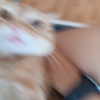 Tekir Kedi, Kedi  Lizzy fotoğrafı