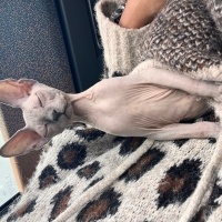 Sphynx, Kedi  Mikla fotoğrafı