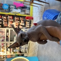 Sphynx, Kedi  Mikla fotoğrafı