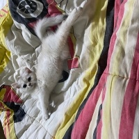 British Shorthair, Kedi  Kahve fotoğrafı
