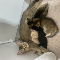 Siyam Kedisi, Kedi  Hera fotoğrafı