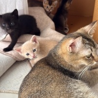 Siyam Kedisi, Kedi  Hera fotoğrafı