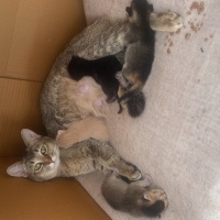 Siyam Kedisi, Kedi  Hera fotoğrafı