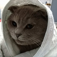 Scottish Fold, Kedi  Gandalf fotoğrafı