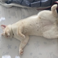 British Shorthair, Kedi  Asil fotoğrafı