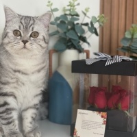 Scottish Fold, Kedi  Kamil fotoğrafı