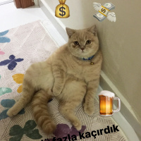 British Shorthair, Kedi  Pudra  fotoğrafı