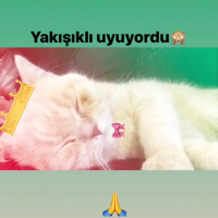 British Shorthair, Kedi  Pudra  fotoğrafı